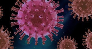 Coronavirus e Veleno d’Ape