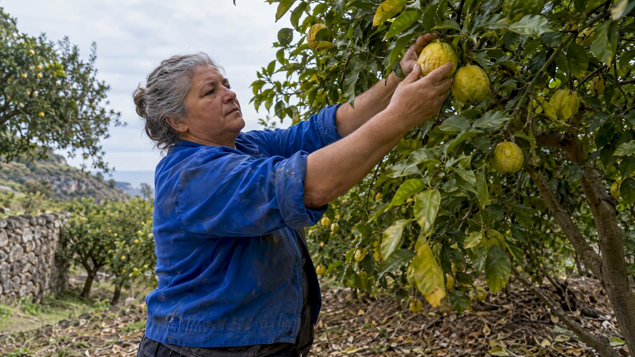 Lavoratrice raccoglie bergamotti nell'agrumeto